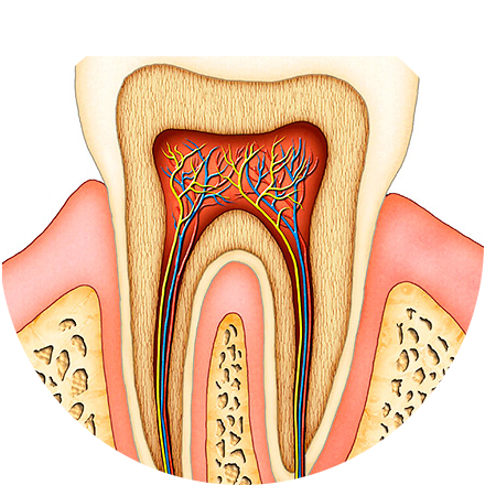 Что нужно знать об удалении нерва зуба – «Территория Улыбки»